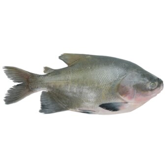 Peixe Tambaqui Kg