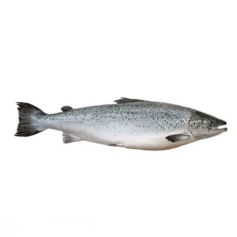 Peixe Salmao Inteiro KG