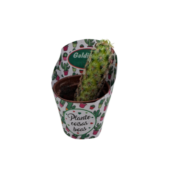 Muda de Planta Cacto Mini