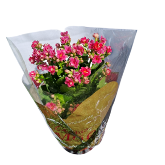 Flor Calandiva Pt15