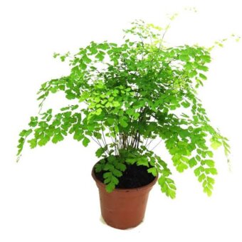 Muda de Planta Avenca Variada P15