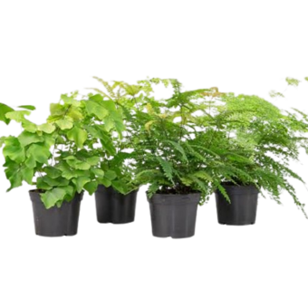 Muda de Planta Avenca Variada P15