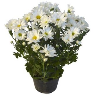 Flor Crisantemo P15