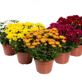 Flor Crisantemo Med P13