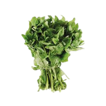 OREGANO FRESCO UN