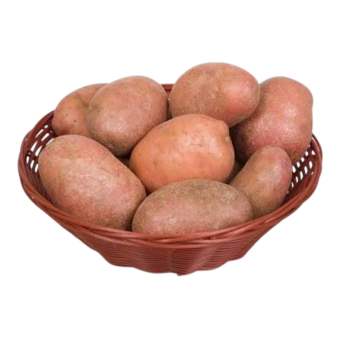 BATATA ASTERX KG