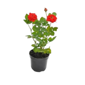 MUDA DE PLANTA ROSEIRA PT13