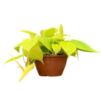 MUDA DE PLANTA JIBOIA C13