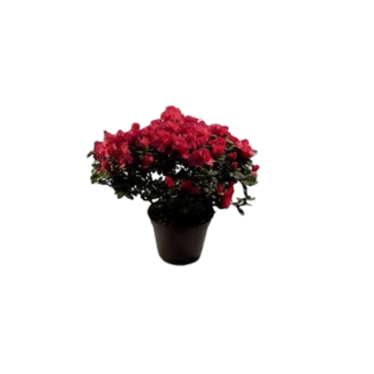 FLOR AZALEIA MINI P09