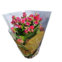 Flor Calandiva Pt15