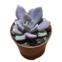 Muda de Planta Suculenta Mini