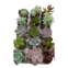 Muda de Planta Suculenta Mini