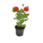 MUDA DE PLANTA ROSEIRA PT13