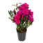 FLOR AZALEIA PT 14