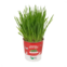 PLANTA PARA PETS MIX CEREAL